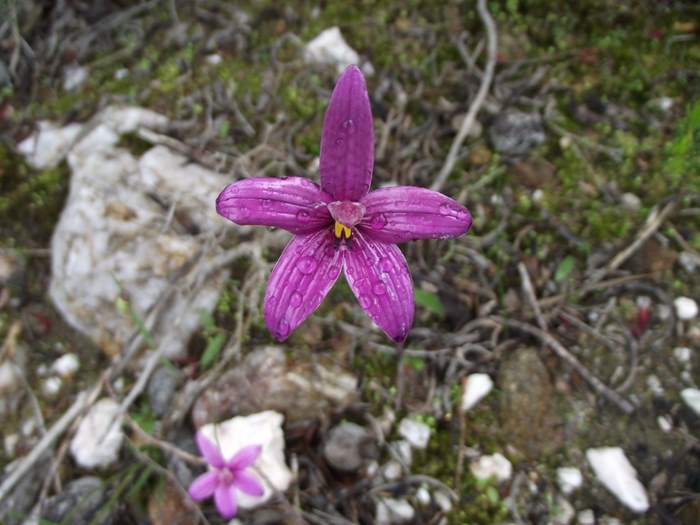 Elythranthera - enamel orchid ellis_brook_m_030.JPG